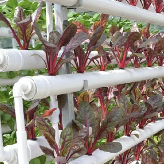 Shading Screen Glass Greenhouse for Flower Cultivation
