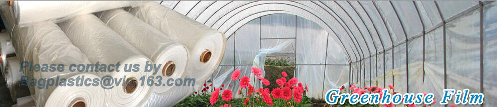 HOTICULTURAL MULCH FILM,AGRICULTURAL PE FILM,MARKET GARDENERS CLOCHE FILM,PE FILM FOR CORN,PLASTIC FILM COVER,TOMATO COV