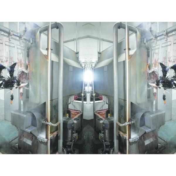220V / 380V Poultry Slaughter Processing Machine For Chicken Duck Goose
