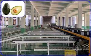 China Electric Fruit Sorting Machine 2 Channel Intelligent Avocado Grading Line wholesale