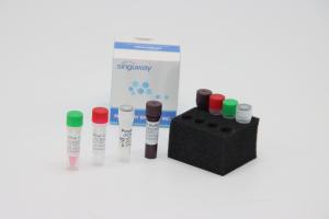 China Oral Swab Highly Accurate RT PCR Collection Kit IVD Lab Reagent For ADV Virus Testing wholesale