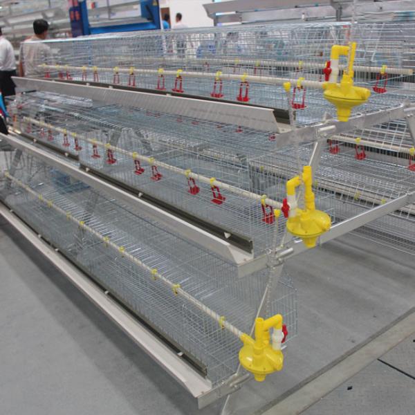 Quality Baby Chicks Broiler Chicken Cage 102 Birds 136 Birds for sale
