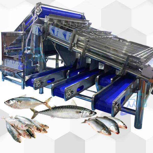 Quality High Capacity Fish Grading Machine Fish Roller Grader  4.9KW 2 -8T/H for sale