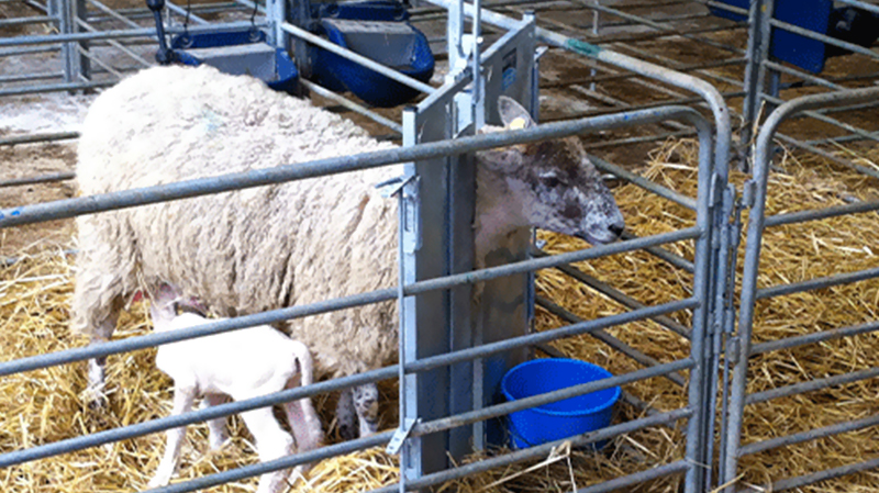 Sliding Door and Roller Door Design Q345 Metal Frame Goat/Sheep House for Cow/Cattle Farm