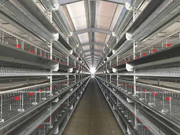 Poultry Farm Chicken Shed Livestock Building House For 10000 Chickens Light Design With Welding Cutting & Bending Services