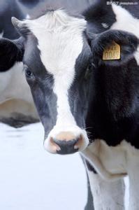 Livestock Traceability Management Solution