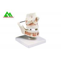China PVC Plastic Soft Gum Teeth Model , Dental Models For Teaching CE ISO for sale