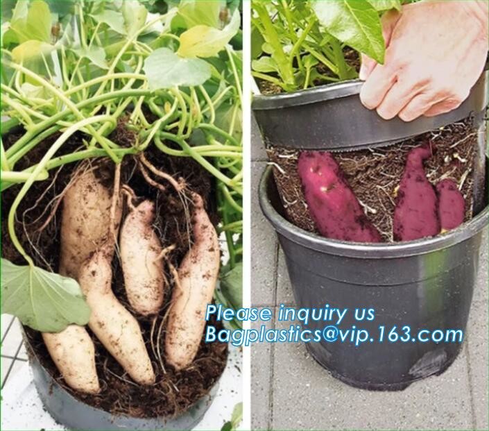 HOTICULTURAL MULCH FILM,AGRICULTURAL PE FILM,MARKET GARDENERS CLOCHE FILM,PE FILM FOR CORN,PLASTIC FILM COVER,TOMATO COV