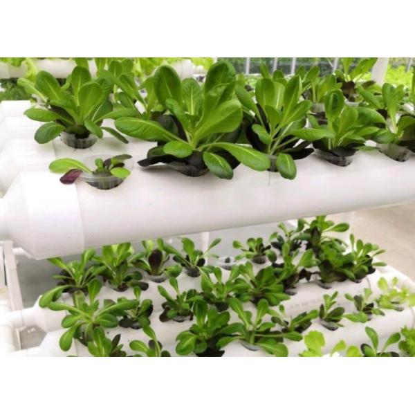 Wet Curtain Controlled Inlluminating Greenhouse