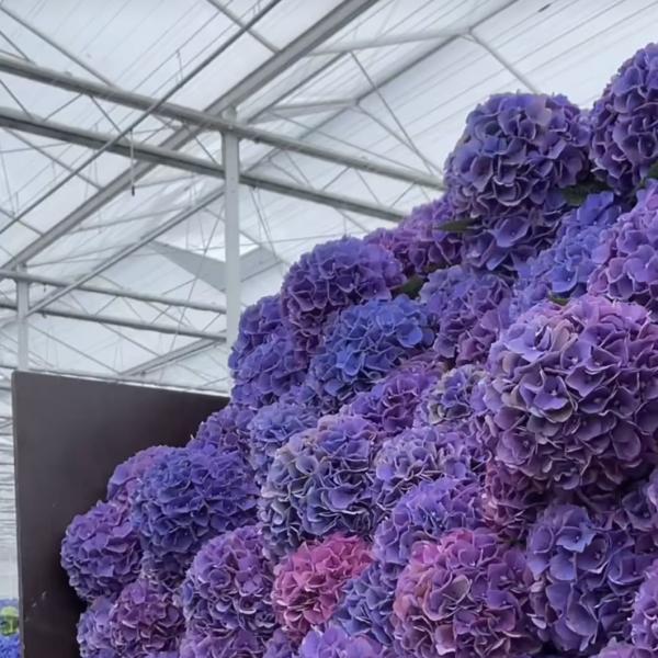 Float Glass Greenhouse Shelter for Growing Plants