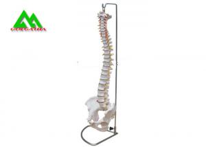 China Human Anatomical Spine Model Medical Teaching Models For Students Life Size wholesale