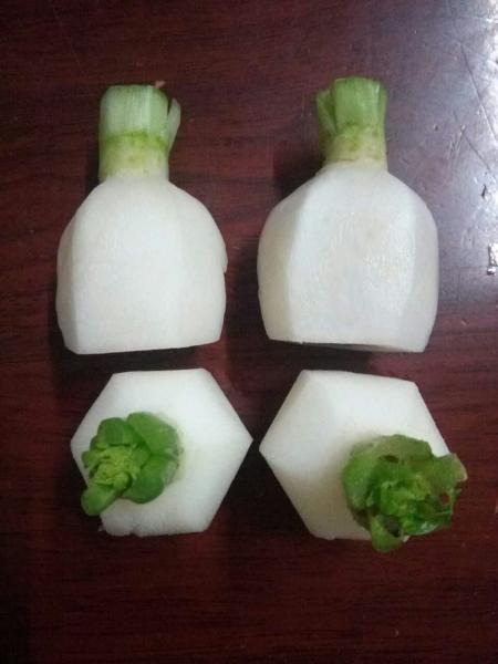 Quality Frozen White Radish, flower - shaped, hexagon - shaped etc. for food decoration for sale
