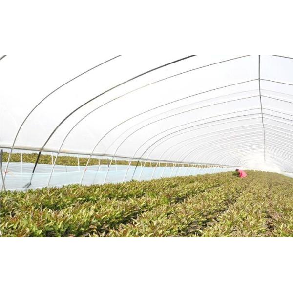 Agriculture Single Tunnel Greenhouse / Cold Frame Greenhouse Beam Mount Space 0.8-1.2M