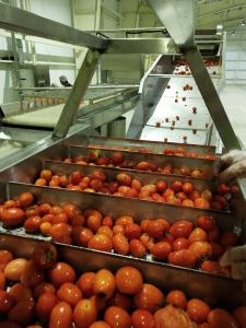 Water Filtering Concentrating Tomato Processing Line