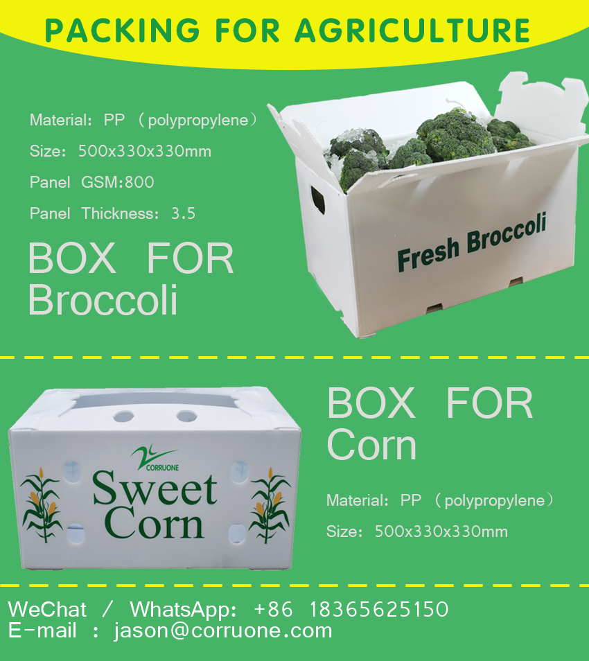 Asparagus Corrugated Plastic Produce Boxes Food Grade Black White