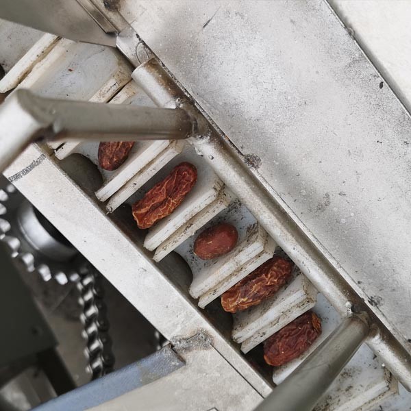 6th Conveyor Type Cherry Plum Fruit Pitting Machine