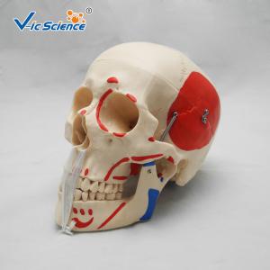 China Simulation Training Anatomically Correct Skull VIC-104B Human Body Skull Life Size wholesale