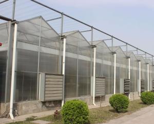 Multi Span Polycarbonate Greenhouse