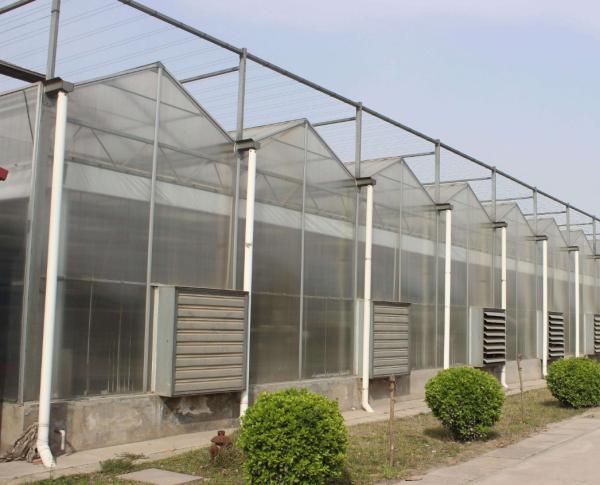 Quality Multi Span Polycarbonate Greenhouse for sale