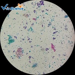 China Biological Specimens 100pcs Microscope Glass Slides wholesale