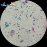 Buy cheap Biological Specimens 100pcs Microscope Glass Slides from wholesalers