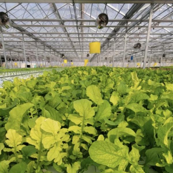 Shading Screen Glass Greenhouse for Flower Cultivation