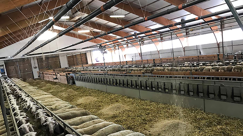 Sliding Door and Roller Door Design Q345 Metal Frame Goat/Sheep House for Cow/Cattle Farm