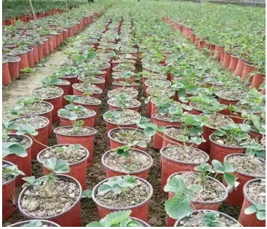 Disposable Double Color Flower Pot For Greenhouse And Garden