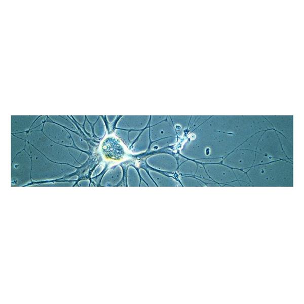 Opto Edu A16.1097 Lcd Touch Screen Fluorescence Stereomicroscope