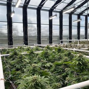 Polymethine Inflatable Automated Light Dep Greenhouse With Rolling Blackout