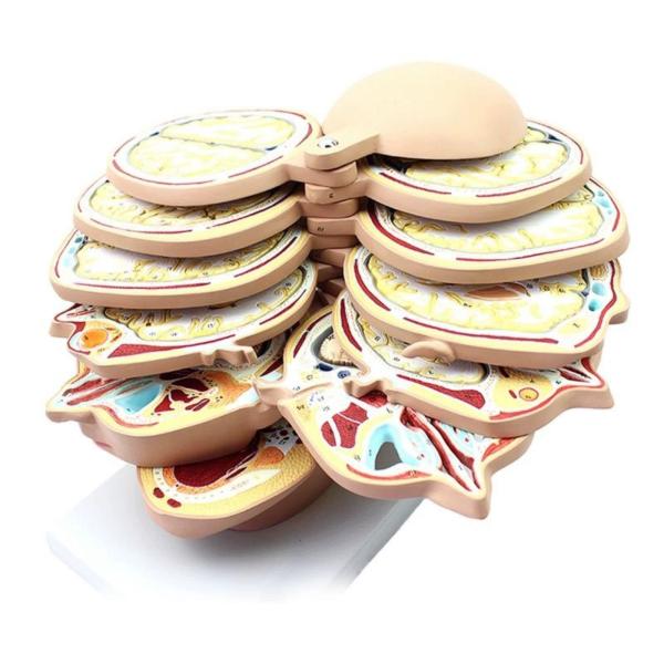 Quality horizontal section of brain nerve function medical brain tomography 12-slice head anatomical model for sale