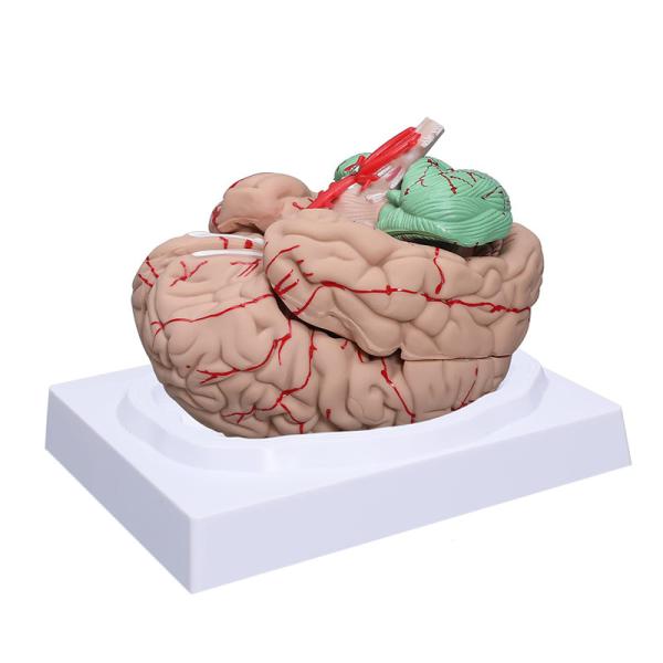 Quality Life Size Human Anatomy Brain Model 8 Parts For Science Medical Teaching for sale