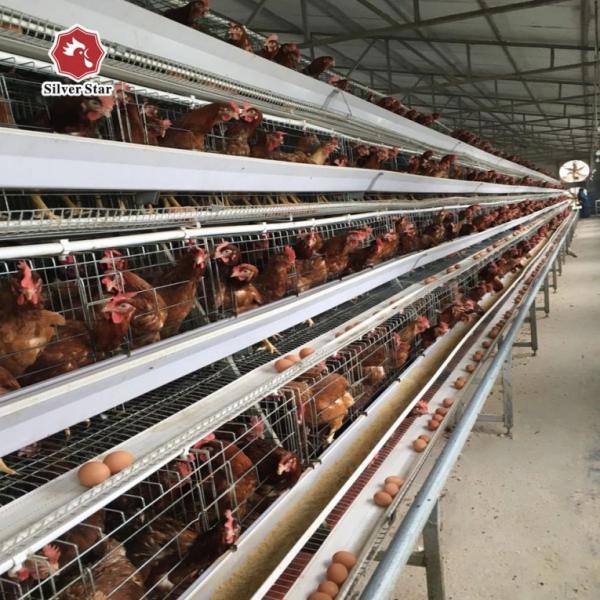Quality 90/192 Birds HDG Battery Layer Chicken Cage System H Frame for sale