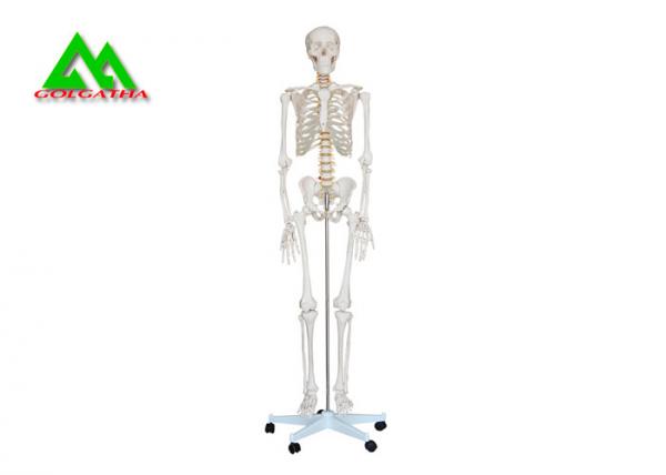 Quality Life Size Medical Anatomical Human Skeleton Model 97 X 45.5 X 28cm for sale