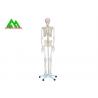 Life Size Medical Anatomical Human Skeleton Model 97 X 45.5 X 28cm for sale