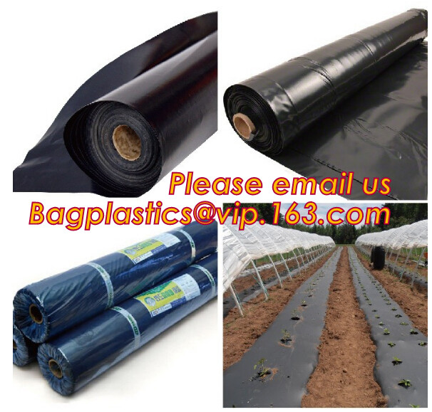 HOTICULTURAL MULCH FILM,AGRICULTURAL PE FILM,MARKET GARDENERS CLOCHE FILM,PE FILM FOR CORN,PLASTIC FILM COVER,TOMATO COV