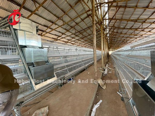 Customized Automatic Egg Collection Feeding Hopper System For 30,000 Chicken Farm Doris