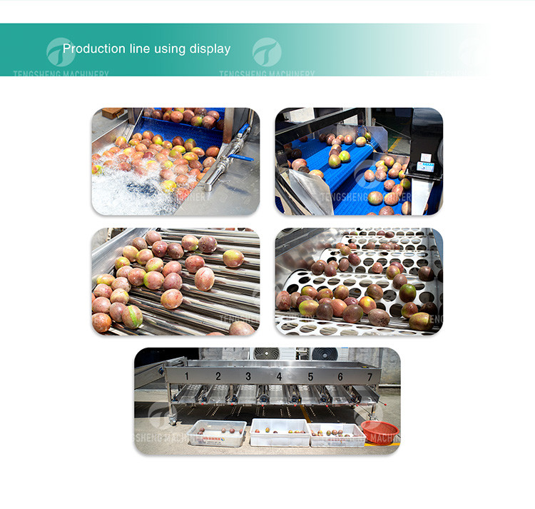 Circulating Hole Fruit Processing Line , Tengsheng Roller Conveying Vegetable Processing Line