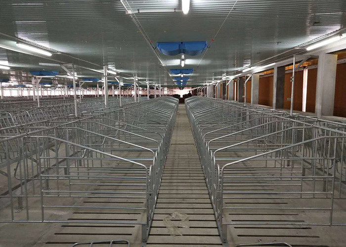 SS304 Piggery Pregnancy Sow Gestation Stalls Swine Farrowing Crates