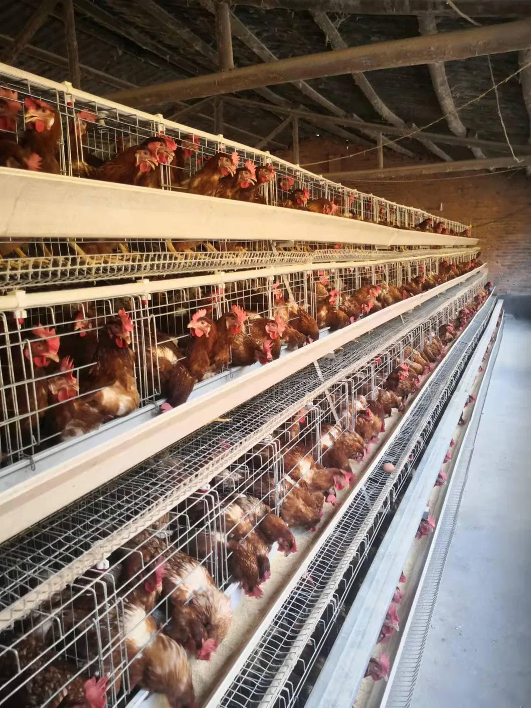 Customized Color Layer Cage System A Type Chicken Layer Battery Cage Long Lifespan