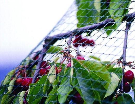 Quality 100% Virgin Anti Bird Net , Bird Protection Net Warp Knitted Type for sale