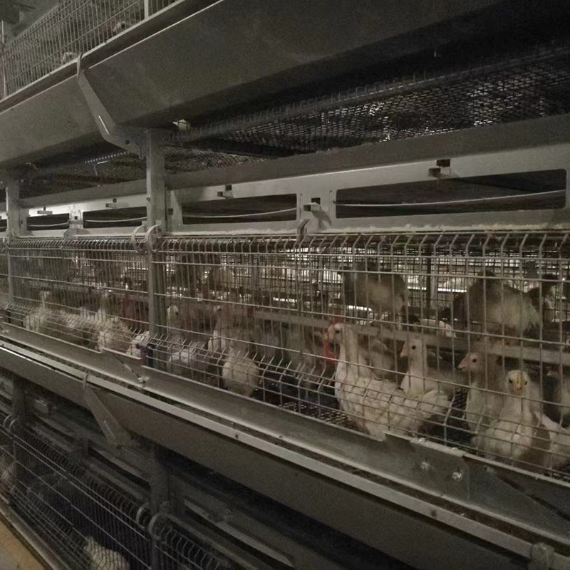 24.5in Width Egg Laying Chicken Cage 10 Birds / Cage Hopper Feeding