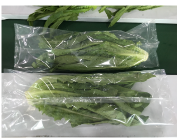 380V Salad Production Line