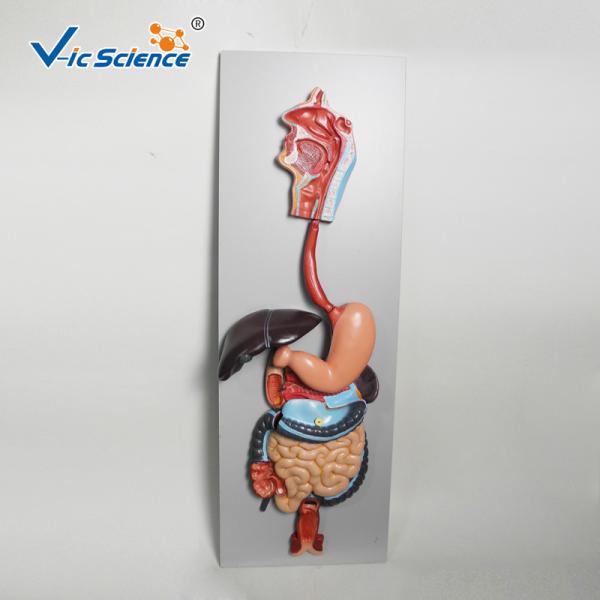 Quality Medical Science Human Digestive System Display Simulation Anatomy Model for sale