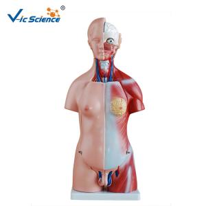 China CE Human Torso Model For Medical Science Teaching Demonstration wholesale