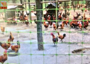 Green Plastic Mesh Fencing For Prevent Birds & Chicken & Pheasant , Plastic Poultry Netting , 1M High , PP Materials