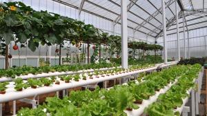 China Greenhouse Netting Anti Fly Insect Net For Vegetable Gardens wholesale