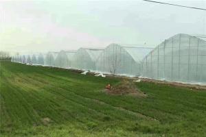 China Greenhouse Insect Mesh Netting , Mosquito Net Window Screen ISO9001 Listed wholesale