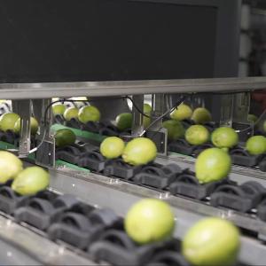 6 Channels Lemons Sorting And Grading Machine Stainless Steel Material 380V