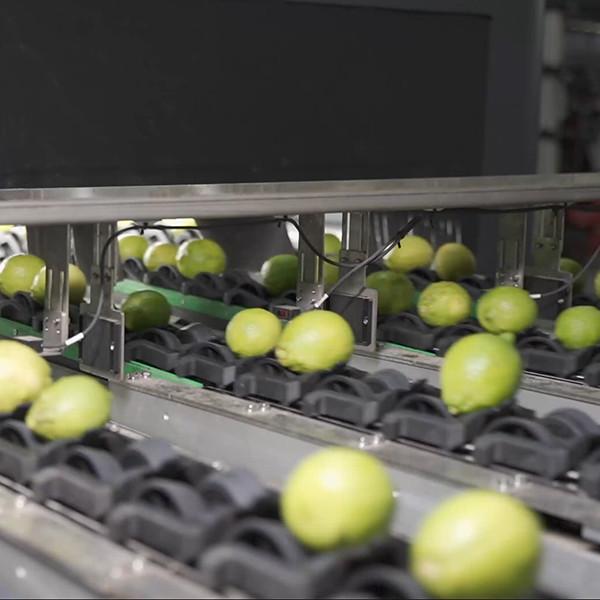 Quality 6 Channels Lemons Sorting And Grading Machine Stainless Steel Material 380V for sale